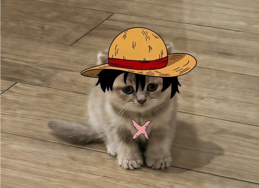 MIA Cat