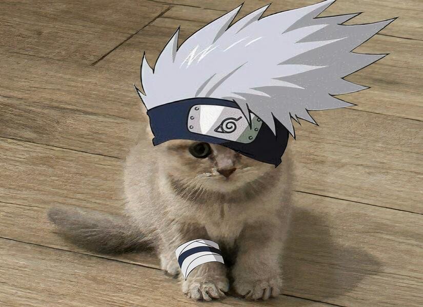 MIA Cat