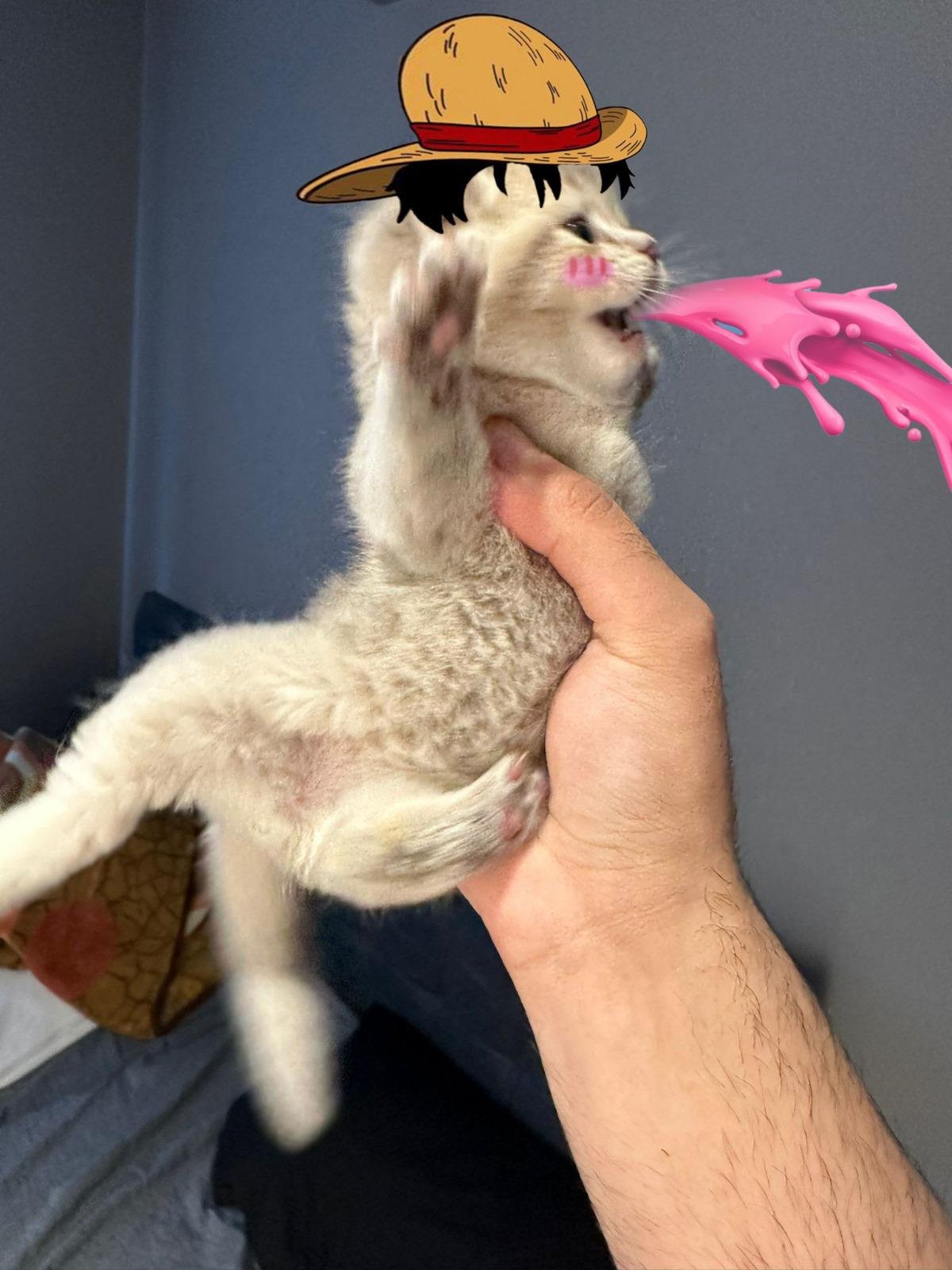 MIA Cat