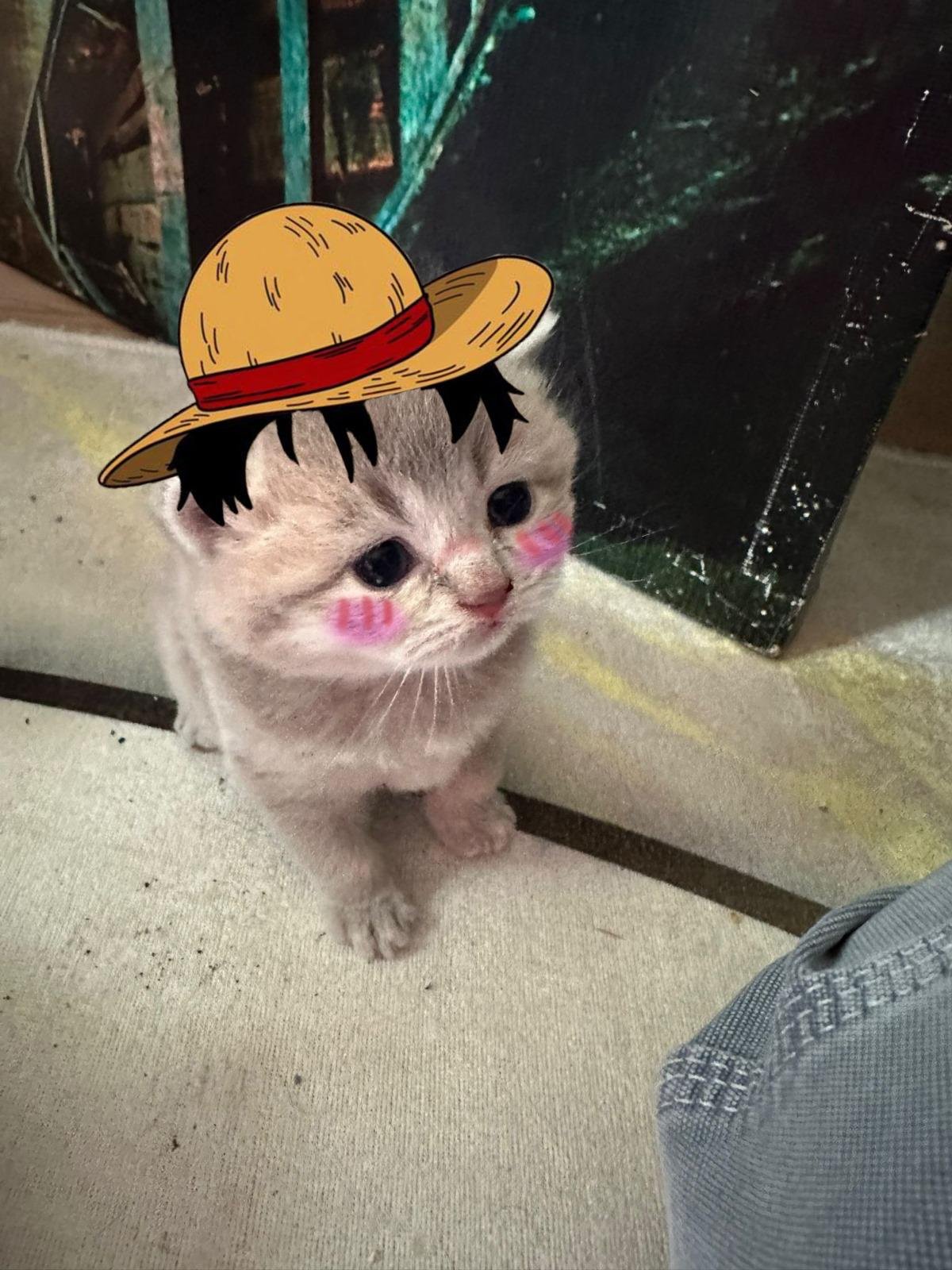 MIA Cat