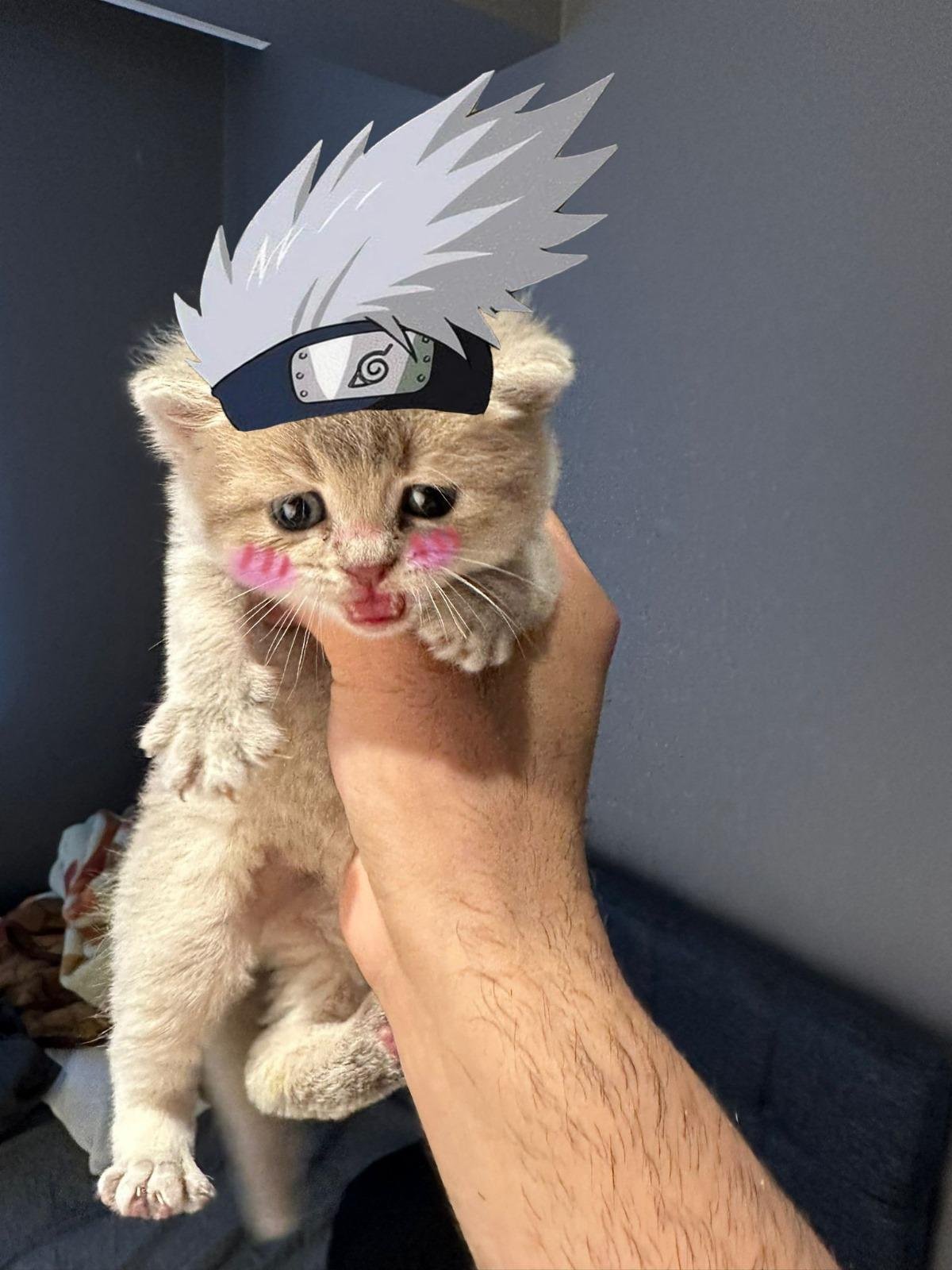 MIA Cat