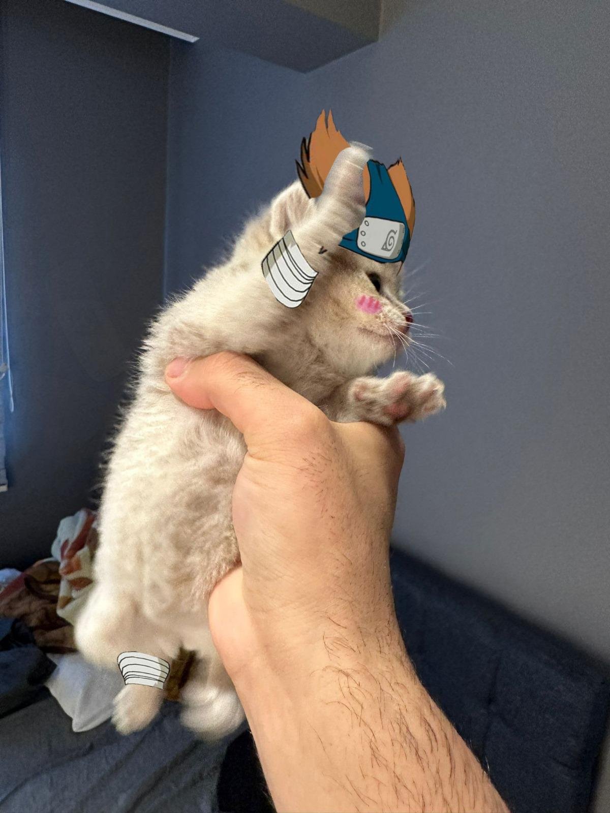 MIA Cat