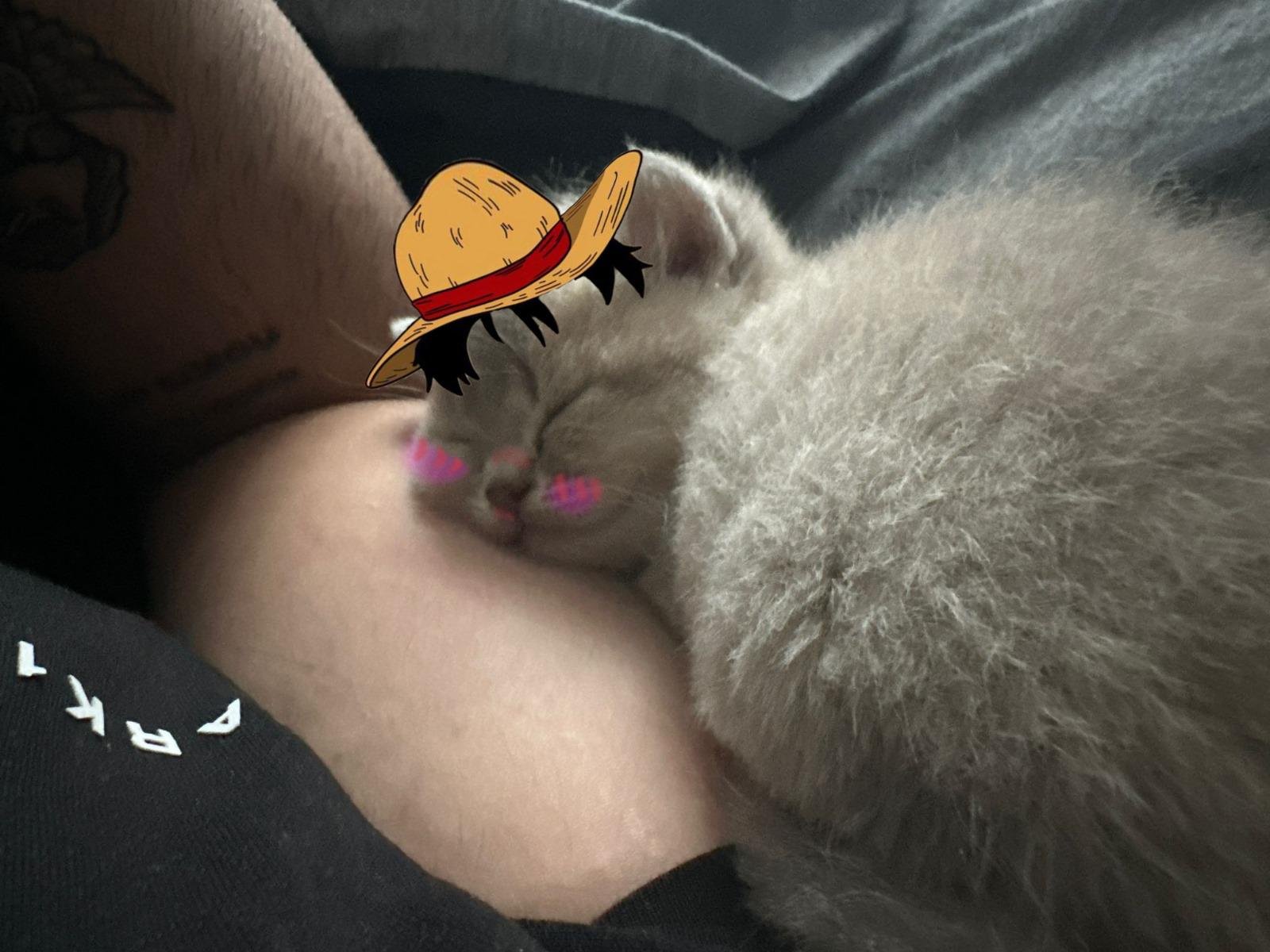 MIA Cat