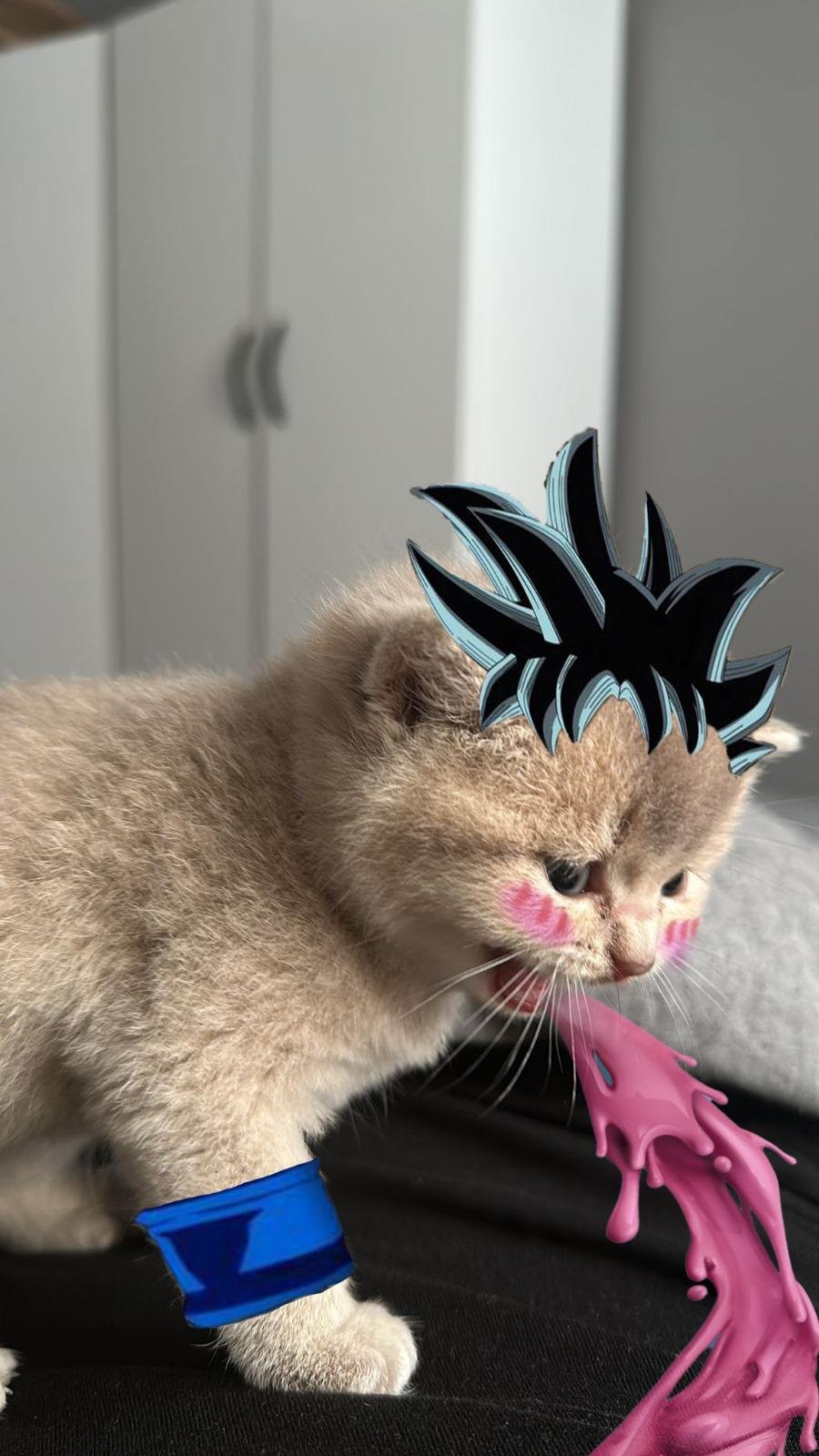 MIA Cat