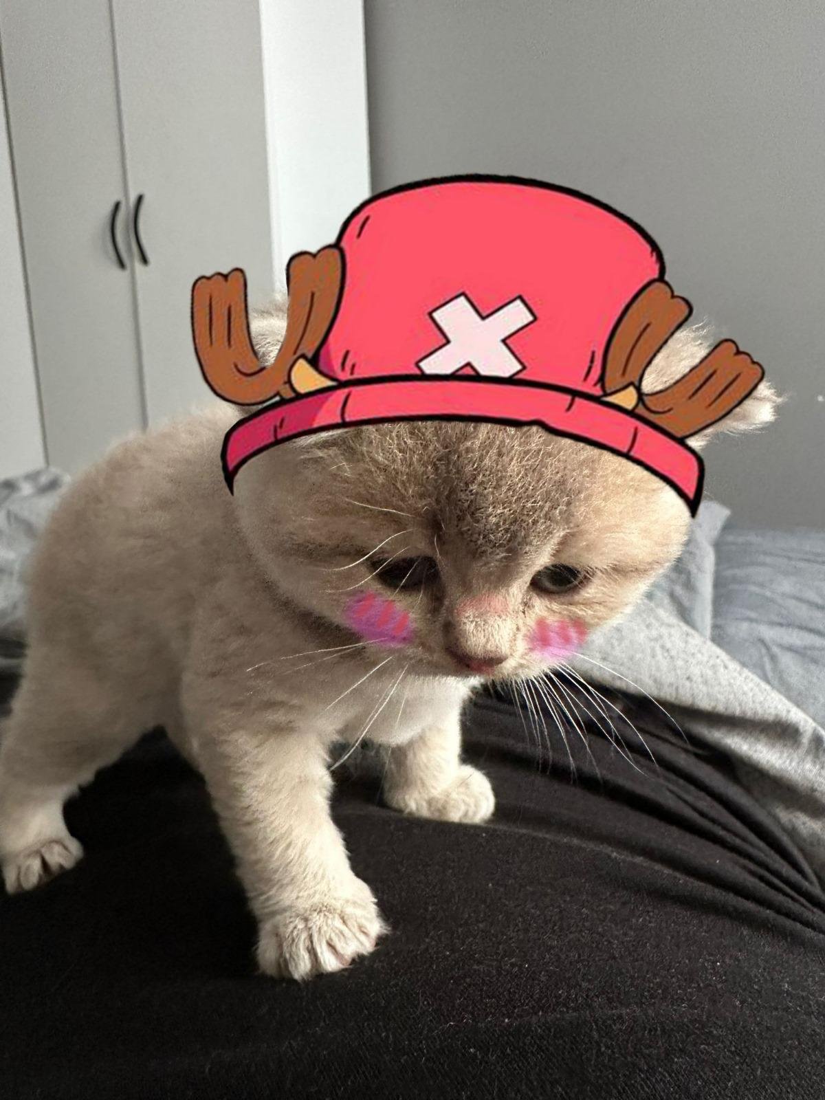 MIA Cat