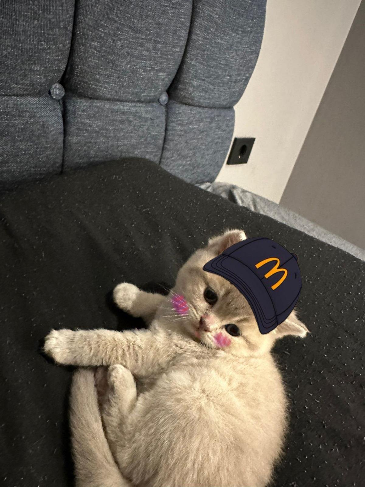 MIA Cat