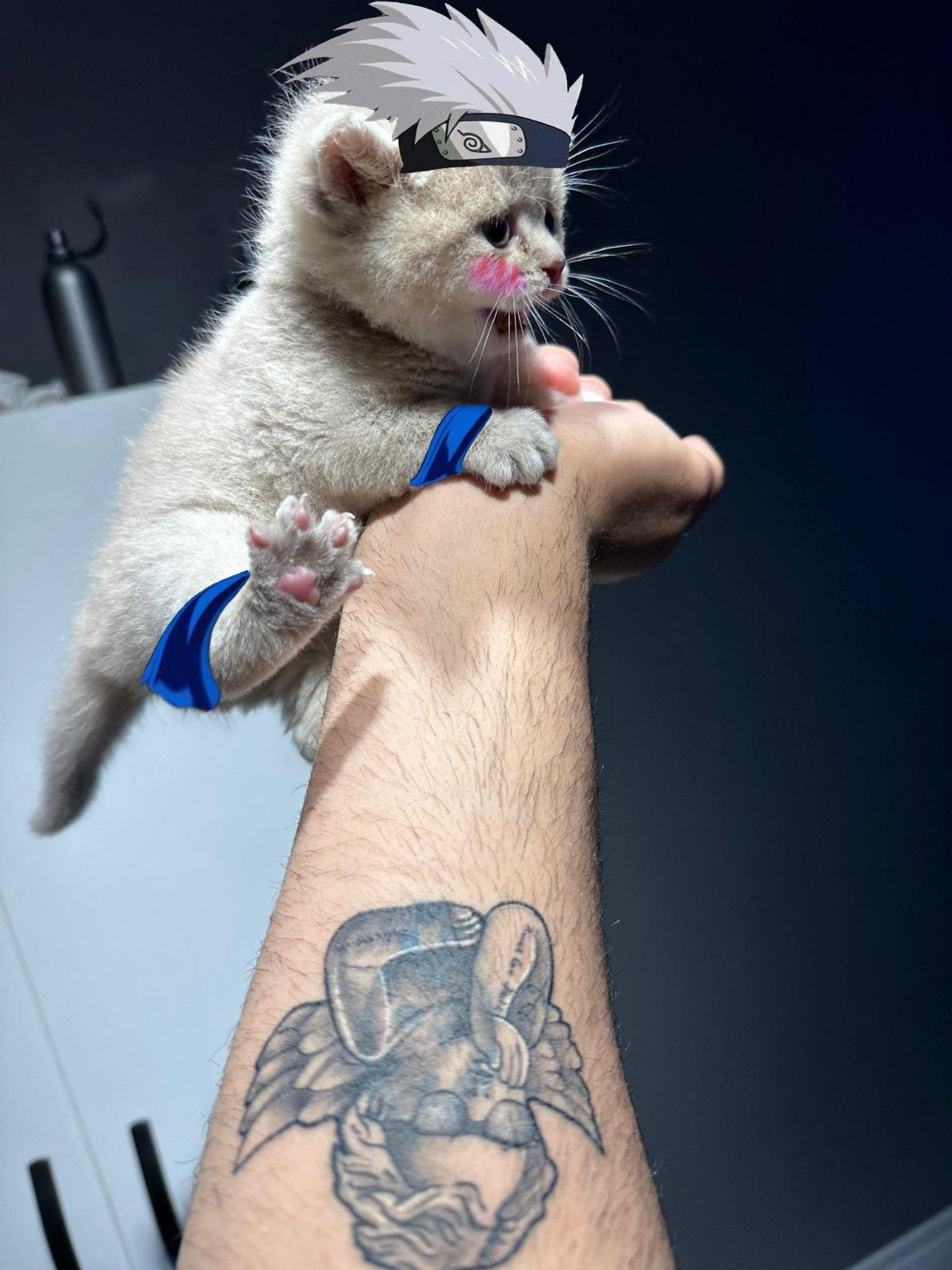 MIA Cat