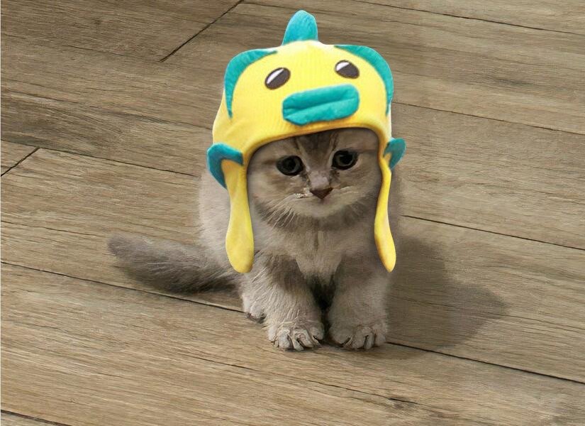 MIA Cat