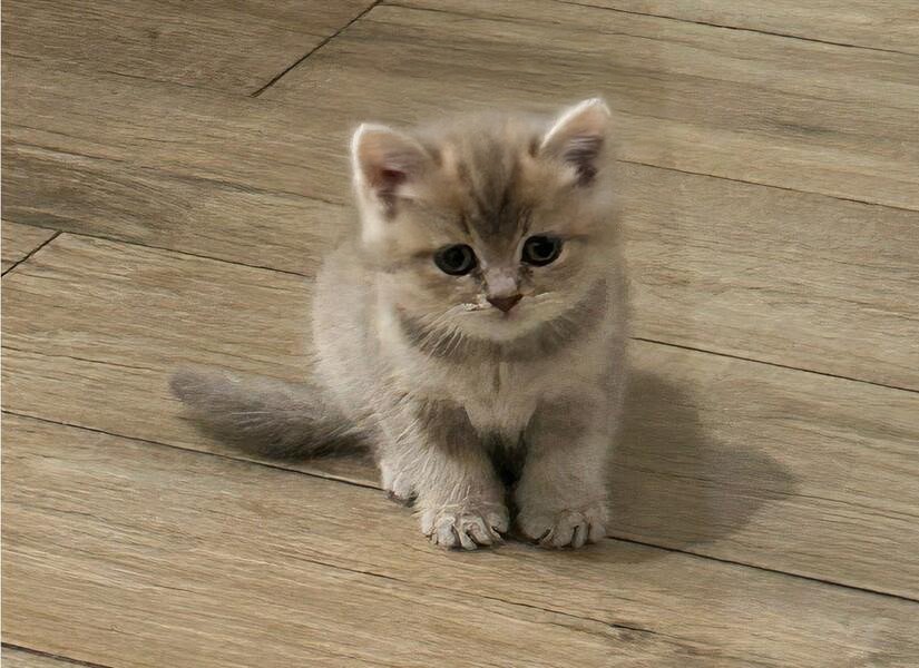 MIA Cat