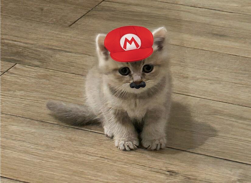 MIA Cat