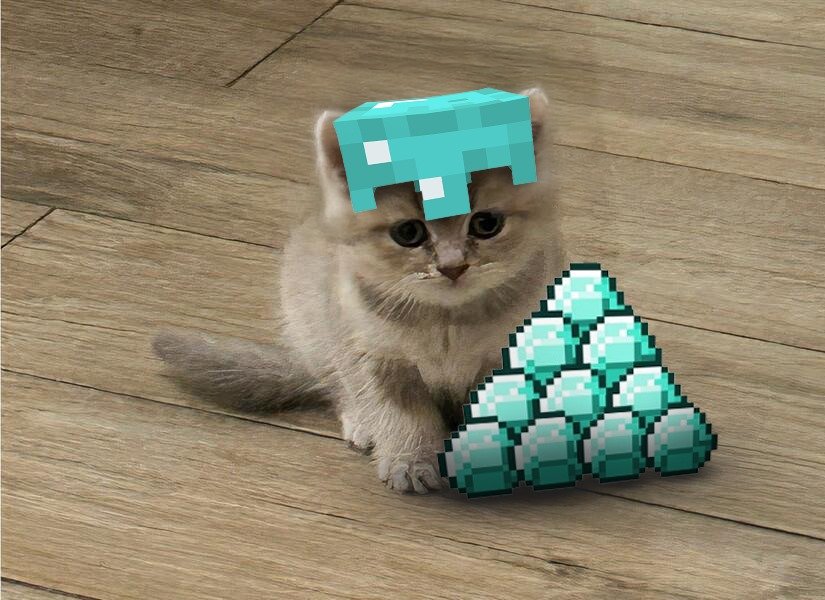 MIA Cat