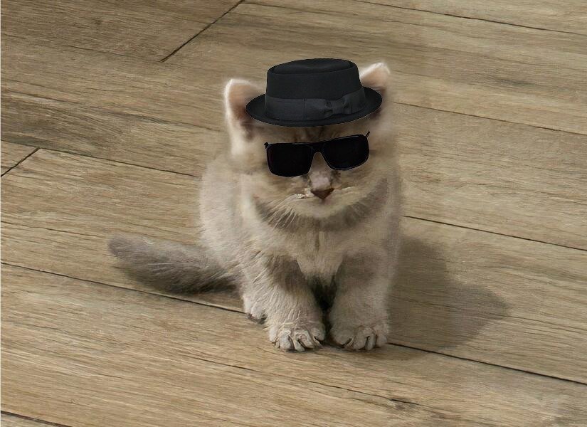 MIA Cat