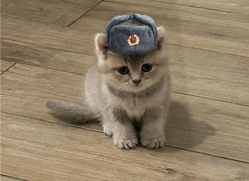 MIA Cat