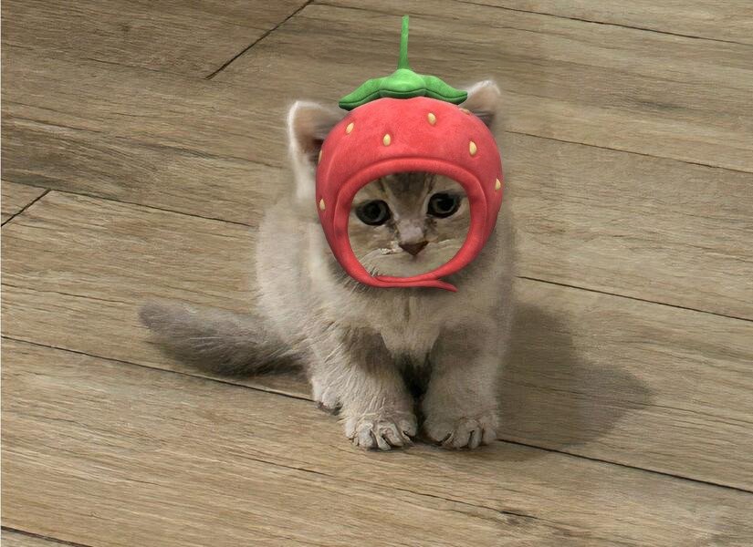 MIA Cat