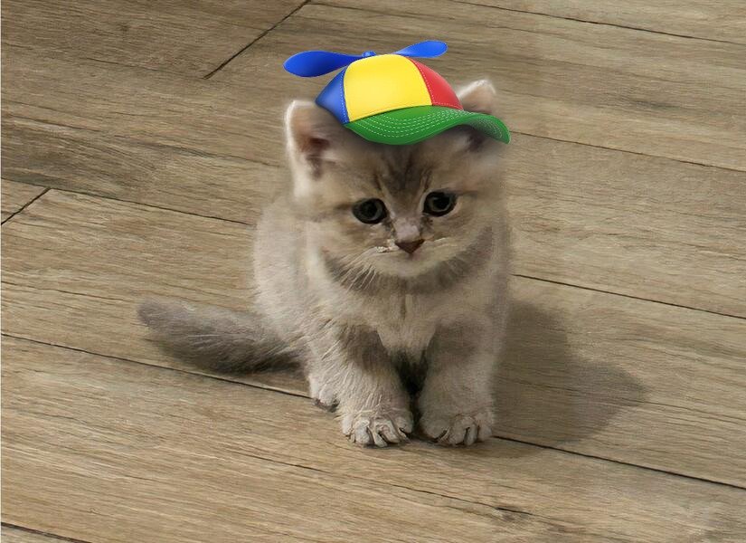 MIA Cat