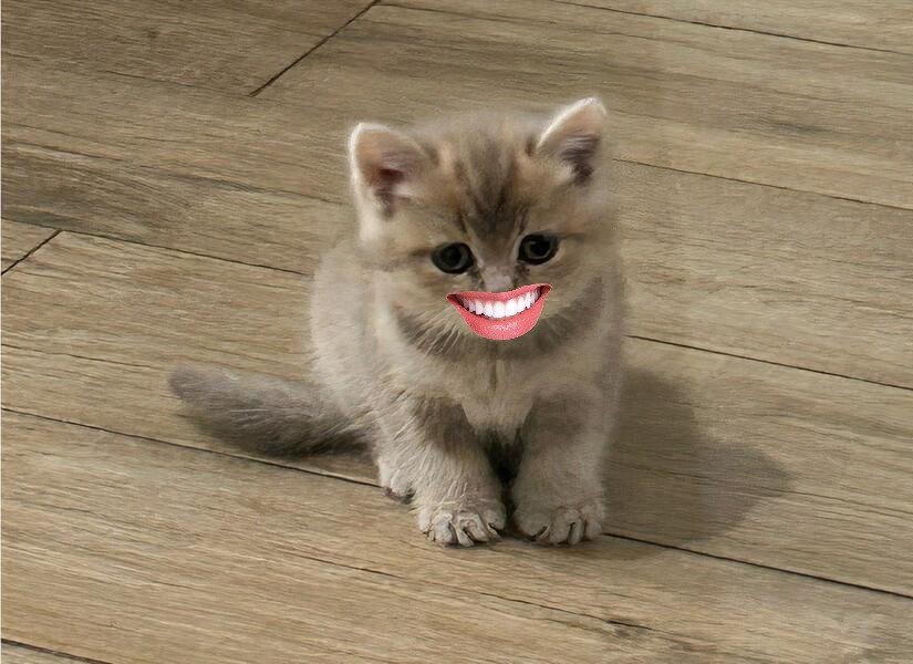 MIA Cat
