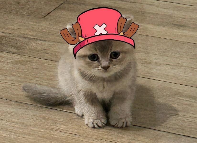 MIA Cat