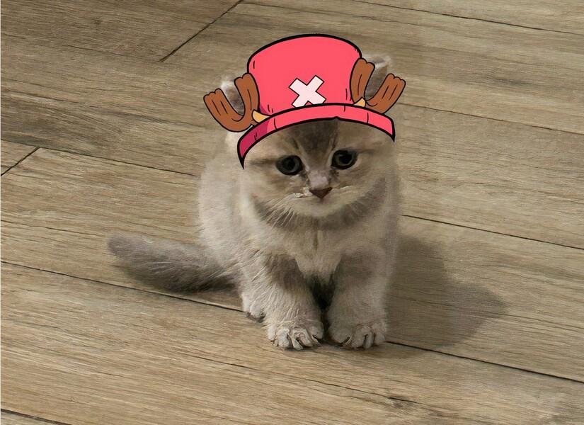 MIA Cat