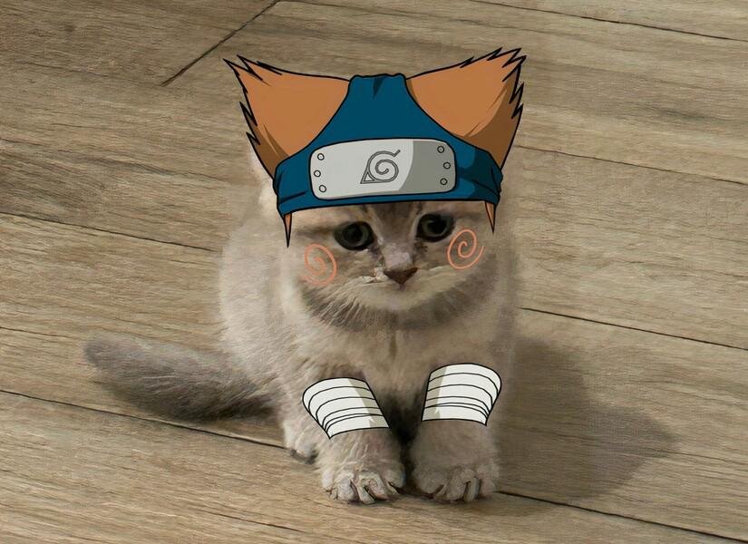 MIA Cat